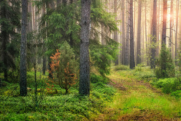 Naklejka premium Summer green forest landscape in the morning at sunrise. Sun lights through trees. Natural woodland. Green nature. trees and pines in spring forest.