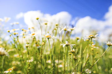 Camomile flowers on green summer meadow in bright sunny day. Meadow flowers background. Summer nature of green meadow and blue sky with white clouds.