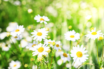 Obraz na płótnie Canvas Camomile flowers on green meadow. Daisies on background of green grass. Summer nature. Summer grass. medicinal properties of herbs. Ethnoscience. Useful properties.