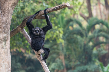 A male Pileated Gibbon has a purely black fur caused by  sexual dimorphism in fur coloration.
