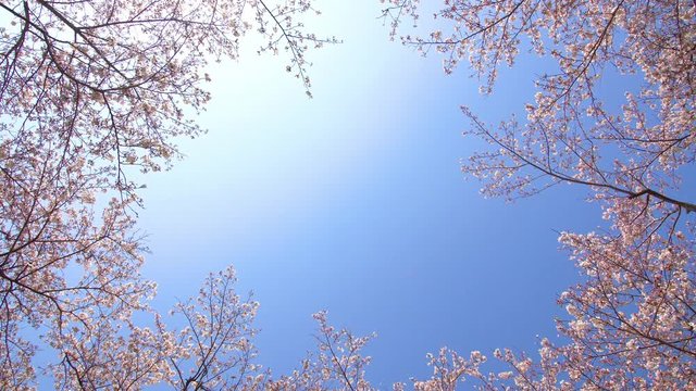 A sky surrounded by cherry blossoms in full bloom,
april,