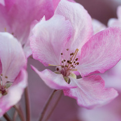 apple tree branch with pink flowers