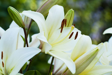 beautiful white lilies with flowers and buds blooming in summer park or garden