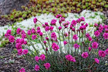 Obraz premium meadow flowers bloom