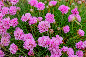 meadow flowers bloom