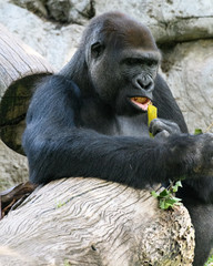 gorila
