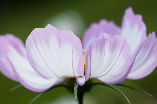 beautiful  lilac flower cosmos with gentle petals