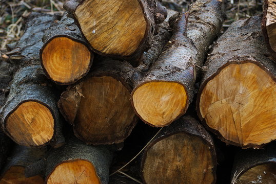 Pniaki Images Browse 59 Stock Photos, Vectors, and Video Adobe Stock