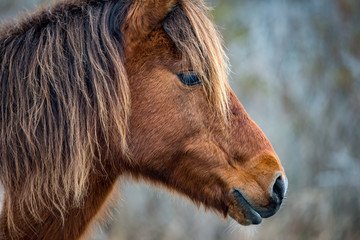 An Assateague wild horse in Maryland