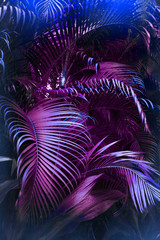 Vivid purple palm leaves pattern.  Blue gradient colored filter. Creative layout, toned, vertical