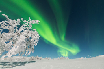 Wonderful Northern lights (Aurora borealis)