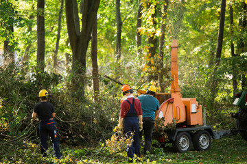 Workers recycle broken trees after a hurricane in the park