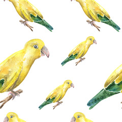 Watercolour parrots patter on white background.