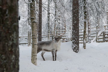 Obraz premium Reindeer in winter forest. Beautiful deer among trees in winter