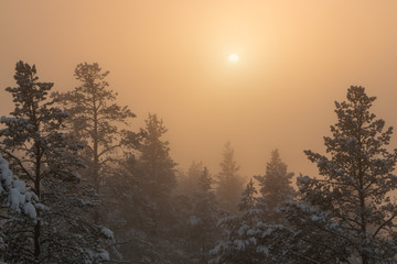 Arctic sun over foggy winter forest