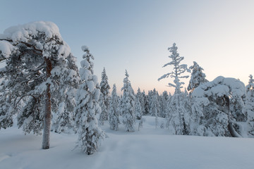 Winter forest in Rovaniemi (Lapland)