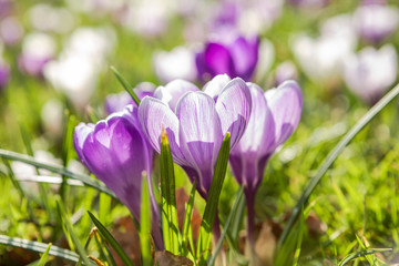 beautiful purple crocus flowers in sunshine
