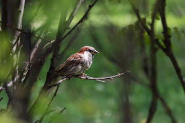 Sparrow on a branch