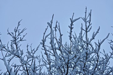 Baumkrone Im winter