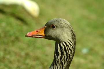 Enten und Wildgans am Wasser