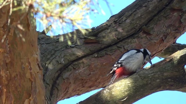 Great spotted woodpecker Dendrocopus major pan hull pine cone on tree
