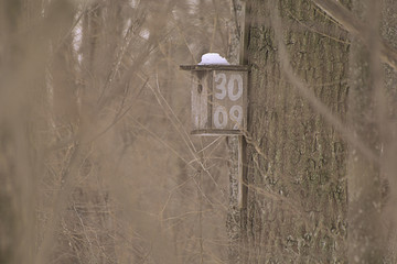 birdhouse in winter forest