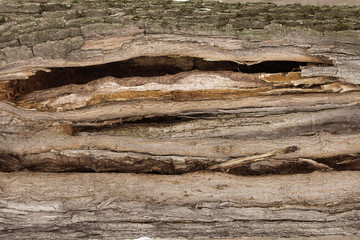 cracked tree in the forest