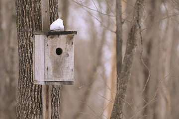 birdhouse in winter forest