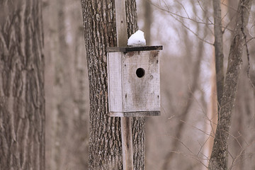 birdhouse in winter forest