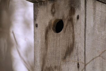 birdhouse in winter forest