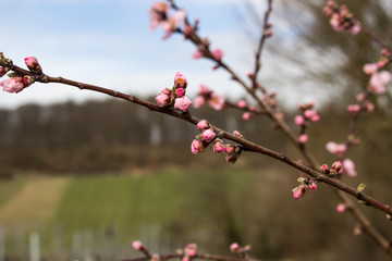 Kirschblüten