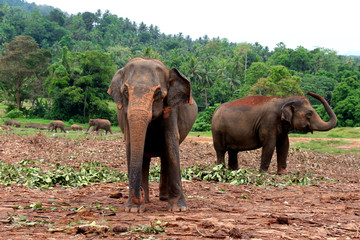 Elephant, Pinnawala Elephant Orphanage Sri Lanka