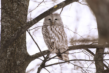 owl in winter forest