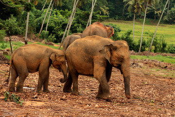 Fototapeta na wymiar Elephant, Pinnawala Elephant Orphanage Sri Lanka