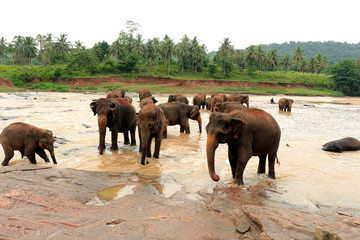 Elephant, Pinnawala Elephant Orphanage Sri Lanka