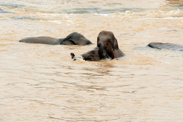 Elephant, Pinnawala Elephant Orphanage Sri Lanka