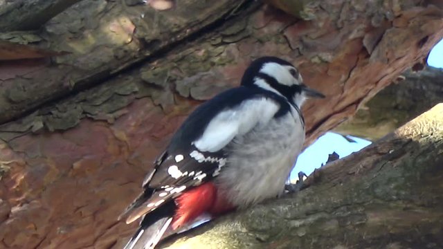 Great spotted woodpecker  pan hull pine cone on tree