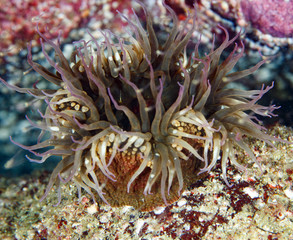 anemone1