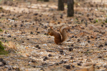 Squirrel