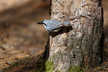 Eurasian nuthatch