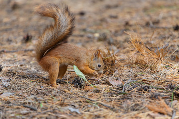 Squirrel