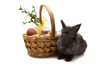 Little rabbit and easter basket isolated on white