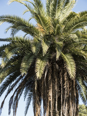 Fototapeta na wymiar Palm Tree - Golden Gate Park
