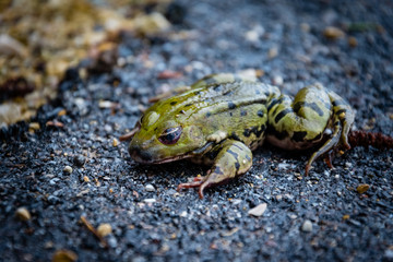 Frosch auf nasser Strasse