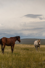 Obraz premium Horses