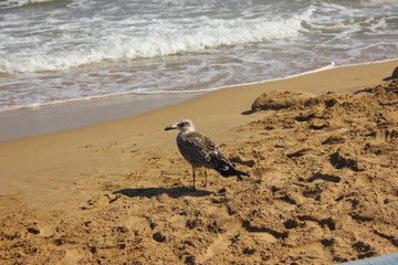 Gull in the sand beach