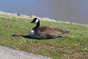 The goose in the green grass near the water of the lake.