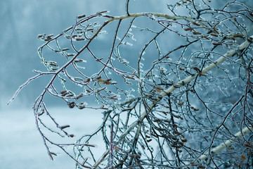 icy branches of birch