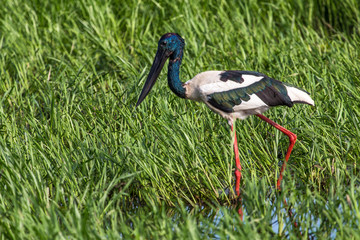 Jabiru (Ephippiorhynchus australis)