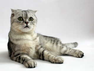 Кошка шотландская вислоухая лежит